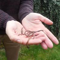 Earthworms on hands